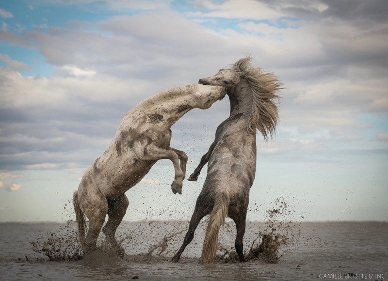 “Stallions Playing.” This year’s grand prize winner taken in Camargue, France.